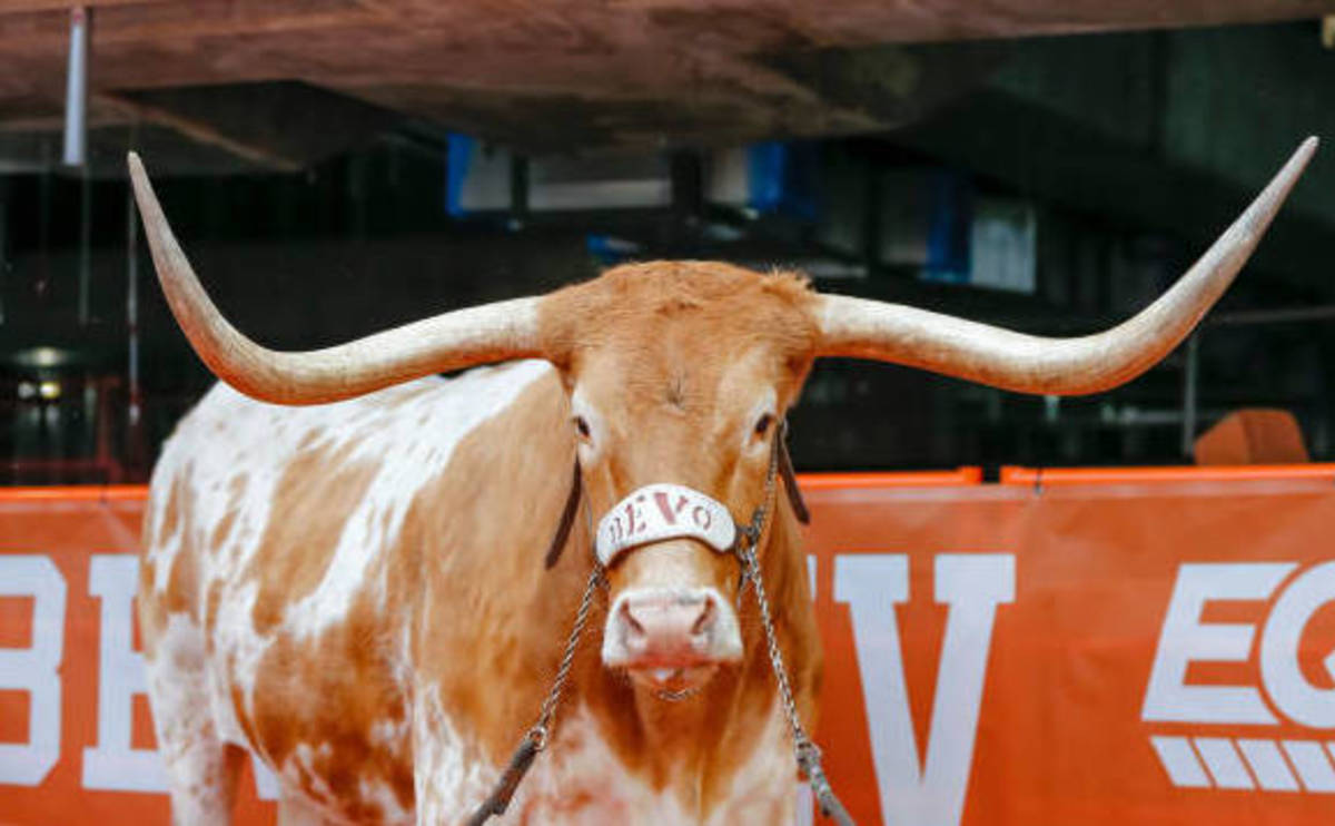 bevo